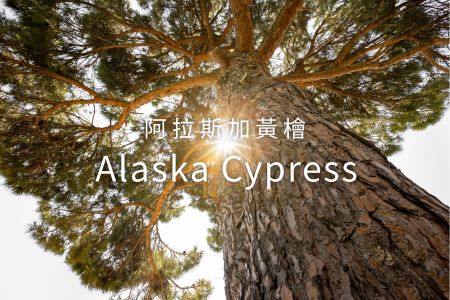 阿拉斯加黃檜（Yellow Cedar / Alaska Cypress）